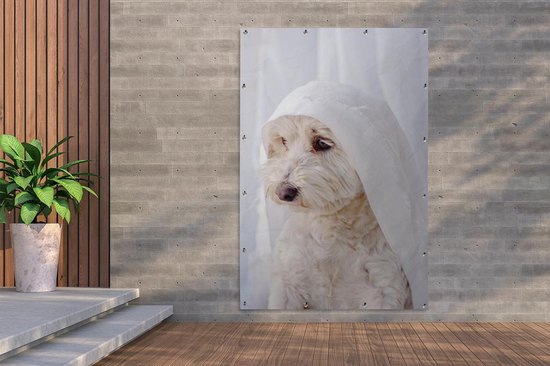Un chien maltais blanc regardant par la fenêtre Poster de jardin 120x180 cm - Toile de jardin / Peintures extérieur / Peintures d'extérieur (décoration de jardin) XXL / Groot format!