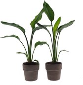 2x Strelitzia in design pot | Prachtige en leuke Strelitzia kamerplanten | Je eigen tropische plant in huis | Heerlijk jungle gevoel | Ø 12 cm - Hoogte 35 cm (waarvan +/- 25 cm plant en 10 cm