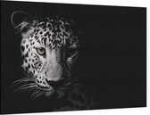Luipaard op zwarte achtergrond - Foto op Canvas - 60 x 40 cm