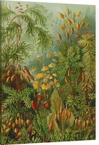 Muscinae, Ernst Haeckel - Foto op Canvas - 45 x 60 cm