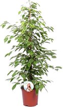 Kamerplant van Botanicly – Rubberboom – Hoogte: 90 cm – Ficus benjamina Golden King