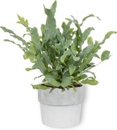 Kamerplant Phlebodium Blue Star – Blauwvaren - ± 25cm hoog – 12 cm diameter - in witte betonnen pot