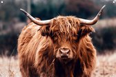 Tuinposter - Schotse hooglander - omgezoomde rand - 120x80cm