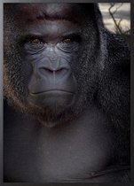Poster Met Zwarte Lijst - Zilverrug Gorilla Poster
