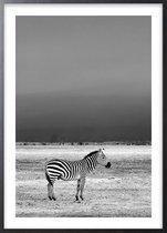 Poster Met Zwarte Lijst - Wilde Zebra Poster