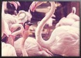 Poster Met Zwarte Lijst - Hart Flamingo Poster
