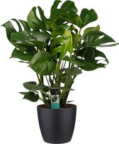 Decorum Monstera Deliciosa - Gatenplant - Kamerplant - Met Elho® Brussels Bloempot Zwart  - 70cm - Potmaat 24cm
