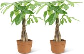 We Love Plants - Pachira Aquatica + Plantbag Terra - 2 stuks - 50 cm hoog - Makkelijke Kamerplant