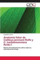 Anatomía foliar de Cattleya jenmanii Rolfe y C. lueddemanniana Rchb.f.
