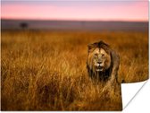 Leeuw in de savanne poster papier 80x60 cm - Foto print op Poster (wanddecoratie woonkamer / slaapkamer) / Wilde dieren Poster