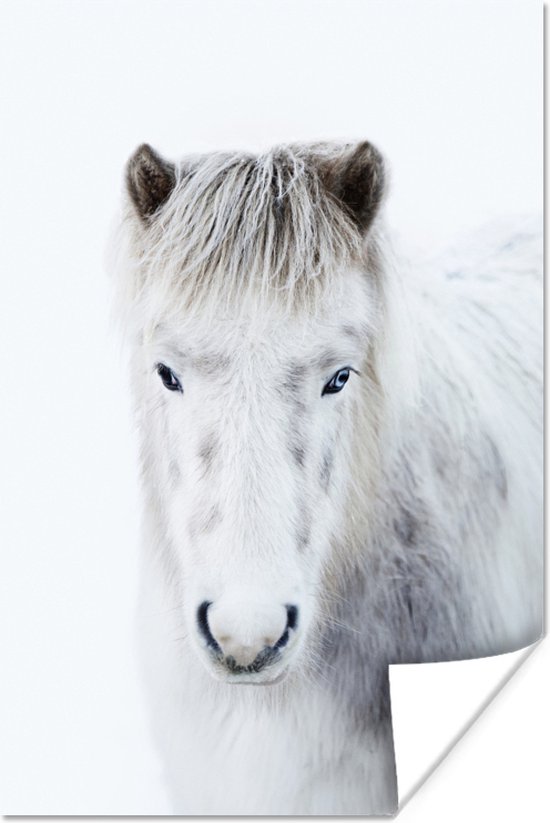 Poster Paard - Sneeuw - Wit - 20x30 cm
