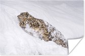 Sneeuwluipaard lopend door de sneeuw poster papier 60x40 cm - Foto print op Poster (wanddecoratie woonkamer / slaapkamer) / Wilde dieren Poster