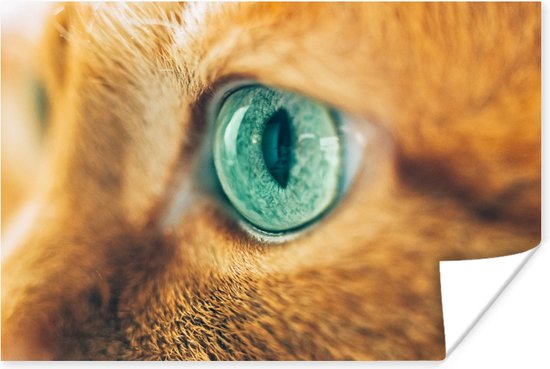 stijfheid Brig Uittreksel Close-up van het groene oog van een kat 30x20 cm - klein - Foto print op  Poster... | bol.com