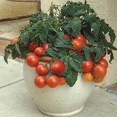 Tomaten zaden - Pottomaat Tiny Tim