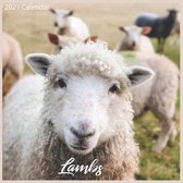 Lambs 2021 Calendar