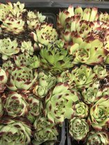6 x Sempervivum calcareum cv. 'Guilaume' - Huislook - P9 Pot (9 x 9cm) - Dima Vaste Planten