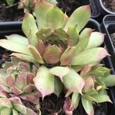 6 x Sempervivum 'Toffe Bloare' - Huislook - P9 Pot (9 x 9cm) - Dima Vaste Planten