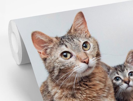 Papier peint photo peint photo vinyle - Chatons curieux largeur 330 cm x hauteur 220 cm - Tirage photo sur papier peint (disponible en 7 tailles)
