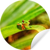 WallCircle - Stickers muraux - Cercle de papier peint - Grenouille macaron aux yeux rouges parmi les feuilles au Costa Rica - 50x50 cm - Cercle mural - Autocollant - Sticker papier peint rond