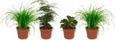 Set van 4 Kamerplanten - 2x Cyperus Zumula & 1x Asparagus Plumosus & 1x Peperomia Green Gold 12cm - ± 25cm hoog - 12cm diameter