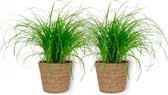 WL Plants - 2x Cyperus Zumula - Kattengras - Diervriendelijke Planten - Kamerplanten - ± 25cm hoog - 12cm diameter - in Bruine Mand