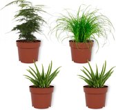 Set van 4 Kamerplanten - 2x Aloë Vera & 1x Asparagus Plumosus & 1x Cyperus Zumula- ± 25cm hoog - 12cm diameter