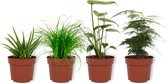 Set van 4 Kamerplanten - Aloe Vera & Asparagus Plumosus & Monstera Deliciosa & Cyperus Zumula - ± 25cm hoog - 12cm diameter