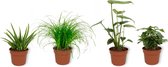 Set van 4 Kamerplanten - Aloe Vera & Monstera Deliciosa & Coffea Arabica & Cyperus Zumula - ± 25cm hoog - 12cm diameter