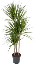 Dracaena Marginata 140 cm
