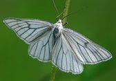 Dibond - Dieren - Wildlife / Vlinder / nachtvlinder in wit / beige / groen / zwart  - 80 x 120 cm.