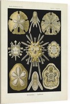 Clypeaster - Echinidea (Kunstformen der Natur), Ernst Haeckel - Foto op Canvas - 75 x 100 cm