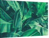 Palm bladeren - Foto op Canvas - 150 x 100 cm