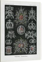 Tympanidium - Stephoidea (Kunstformen der Natur), Ernst Haeckel - Foto op Canvas - 45 x 60 cm