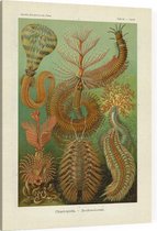 Sabella - Chaetopoda (Kunstformen der Natur), Ernst Haeckel - Foto op Canvas - 30 x 40 cm