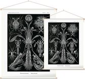 Alima - Thoracostraca (Kunstformen der Natur), Ernst Haeckel - Foto op Textielposter - 60 x 80 cm