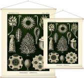 Ascandra - Calcispongiae (Kunstformen der Natur), Ernst Haeckel - Foto op Textielposter - 60 x 80 cm