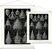 Calocyclas - Cyrtoidea (Kunstformen der Natur), Ernst Haeckel - Foto op Textielposter - 90 x 120 cm