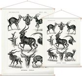 Antilope - Antilopina (Kunstformen der Natur), Ernst Haeckel - Foto op Textielposter - 90 x 120 cm