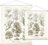 Zonaria - Fucoideae (Kunstformen der Natur), Ernst Haeckel - Foto op Textielposter - 60 x 80 cm