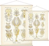 Pedalion - Rotatoria (Kunstformen der Natur), Ernst Haeckel - Foto op Textielposter - 60 x 80 cm