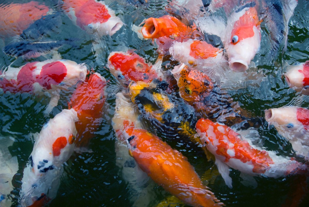 Koi-karper B los doek 120x80 cm - Tuindoek / Schilderij voor buiten / Tuindecoratie