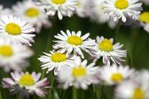 Dibond - Bloemen - Bloem - margriet in wit / geel / groen / zwart  - 80 x 120 cm.