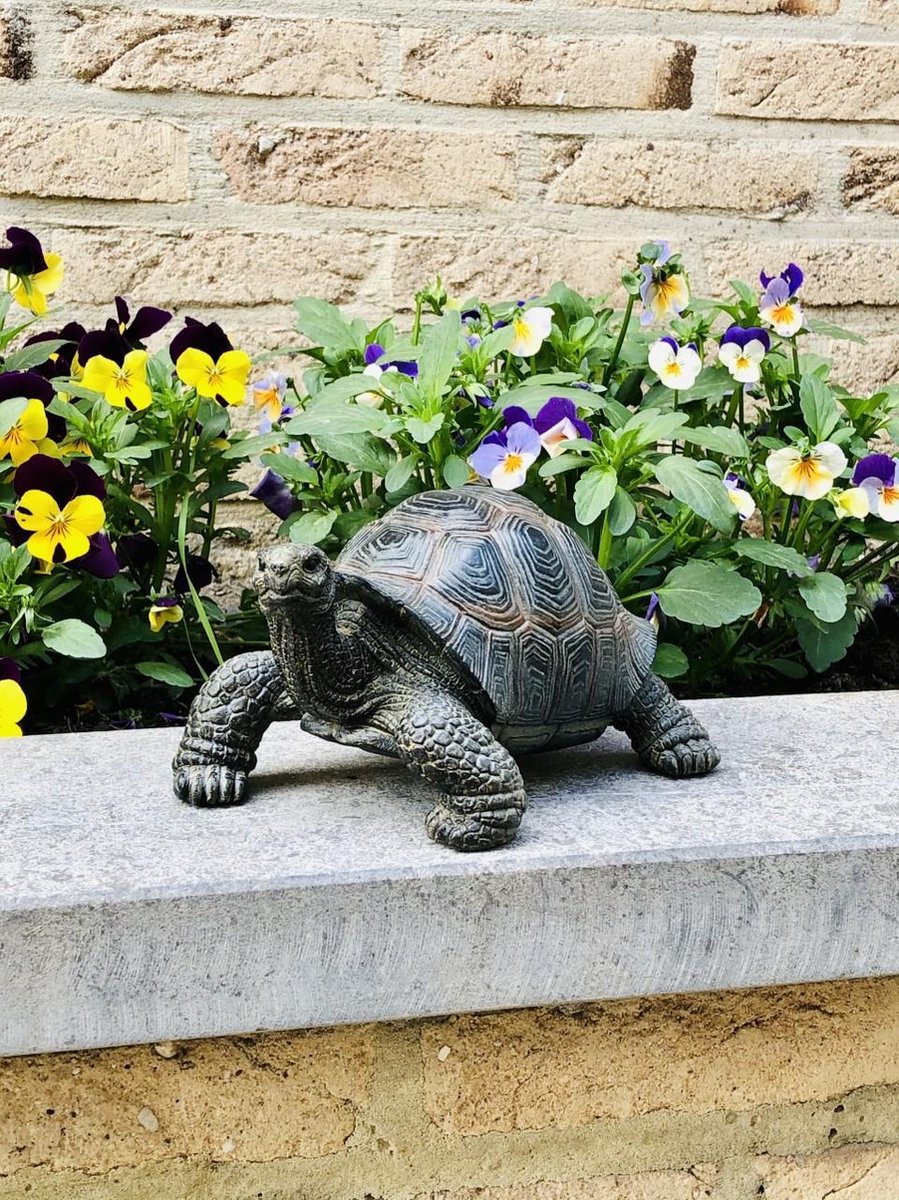 Tortue petite réaliste 11 cm de haut - polyester - polystone