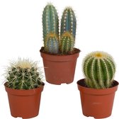 Mélange de cactus 3 pièces 8,5 cm