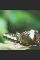 Schmetterling