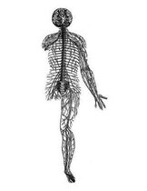 Anatomy Notebook