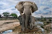 Moeder olifant met jongen - Foto op Tuinposter - 150 x 100 cm