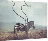 Abstracte zebra - Foto op Plexiglas - 80 x 60 cm