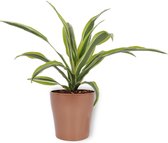 Kamerplant Dracaena Lemon Lime – Drakenbloedboom - ± 25cm hoogte – 12 cm diameter - in koperkleurige pot