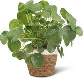 We Love Plants - Pilea Peperomiodes + Mand Miranda - 30 cm hoog - Pannenkoek Plant